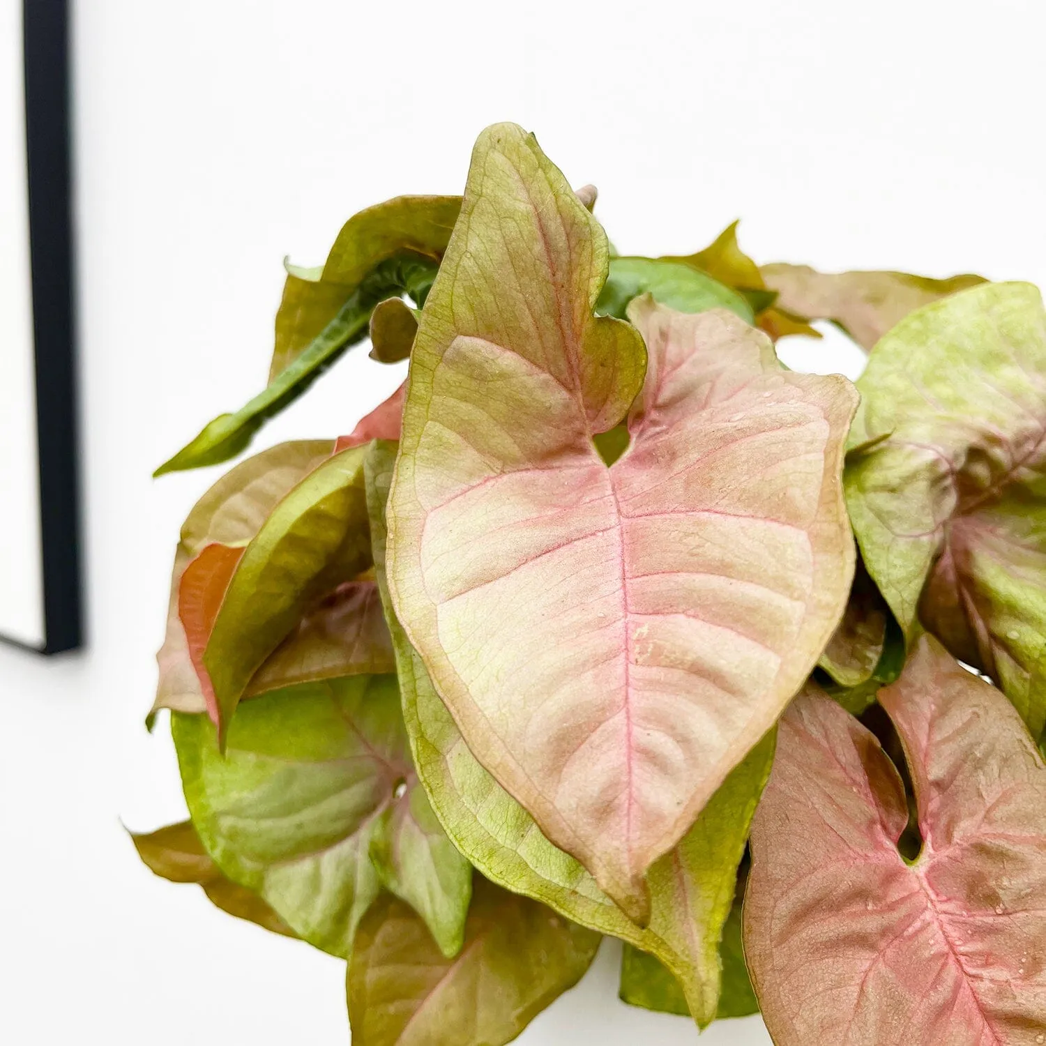 20 - 35cm Syngonium Red Heart Arrowhead Plant 13cm Pot House Plant
