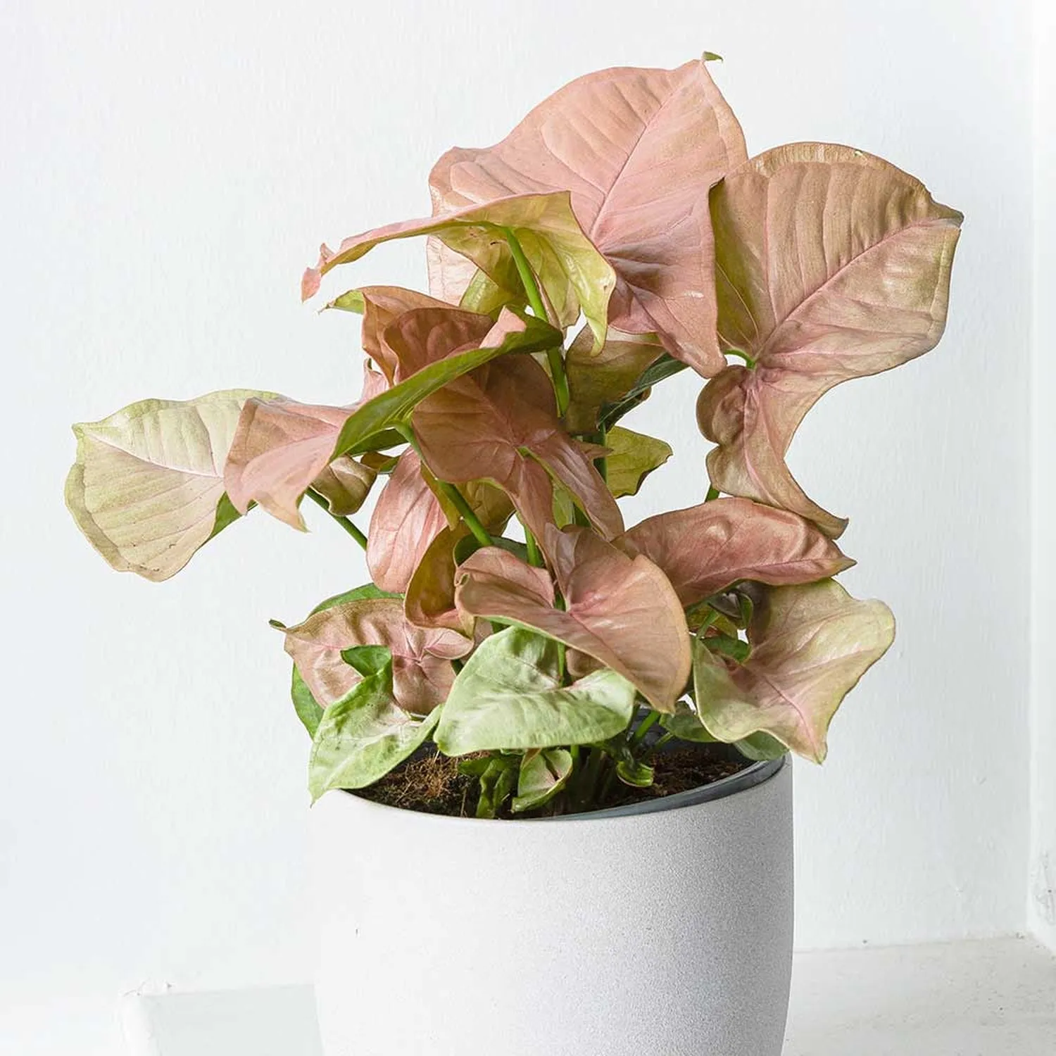 20 - 35cm Syngonium Red Heart Arrowhead Plant 13cm Pot House Plant