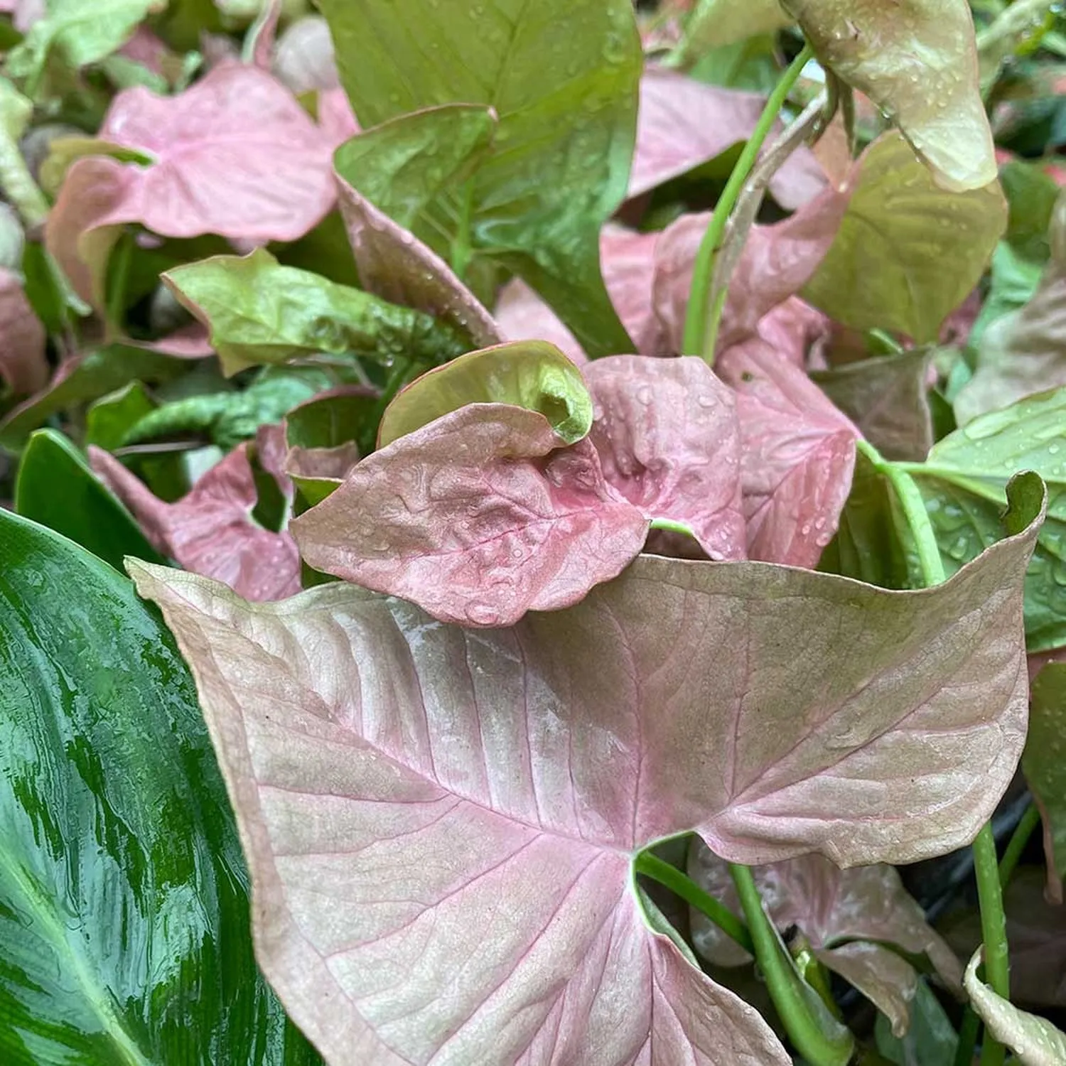 20 - 35cm Syngonium Red Heart Arrowhead Plant 13cm Pot House Plant