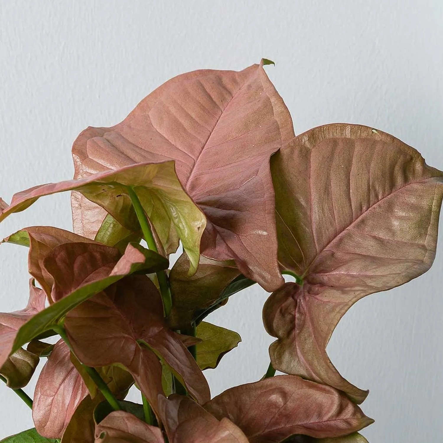 20 - 35cm Syngonium Red Heart Arrowhead Plant 13cm Pot House Plant