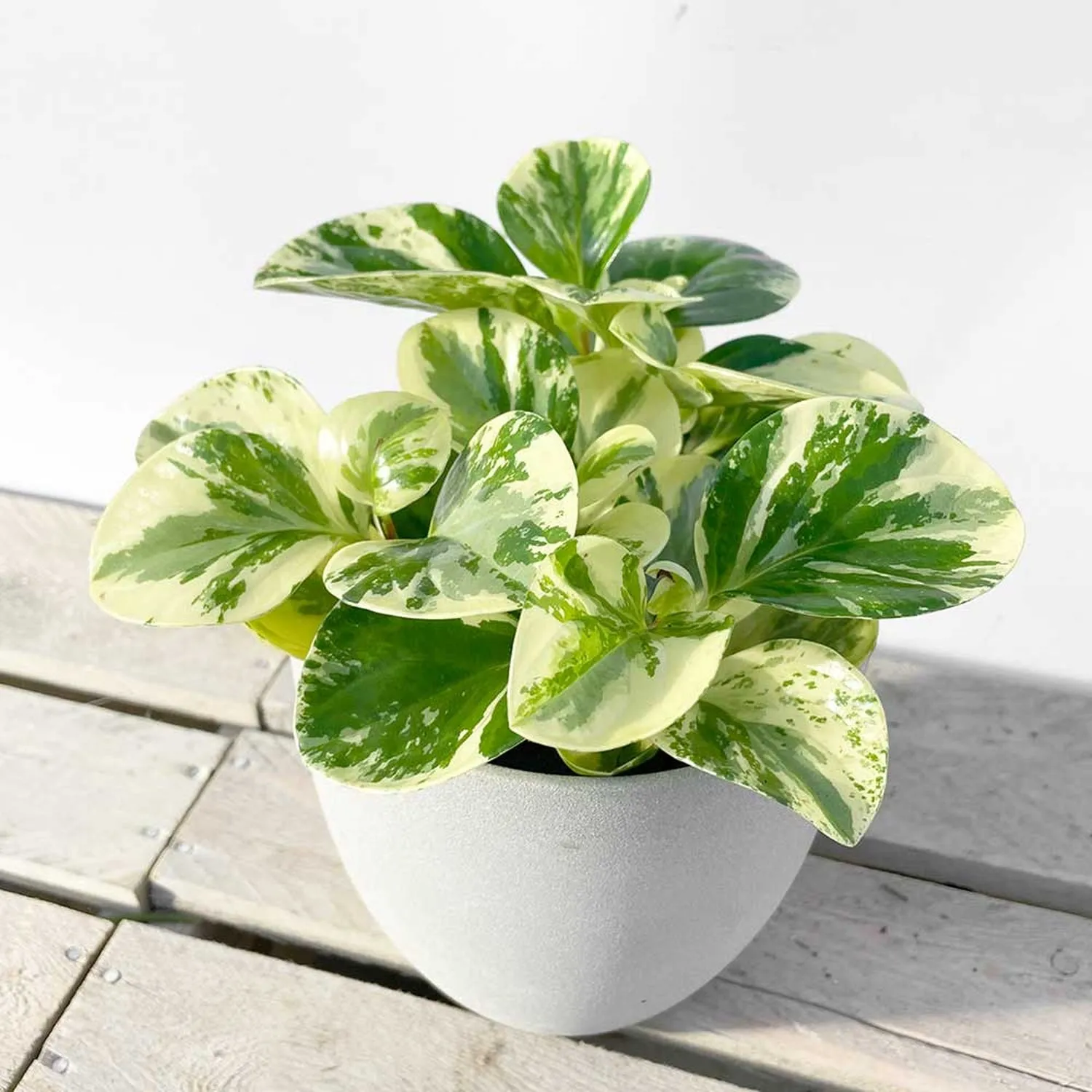 25 - 35cm Peperomia Obtusifolia USA 12cm Pot House Plant