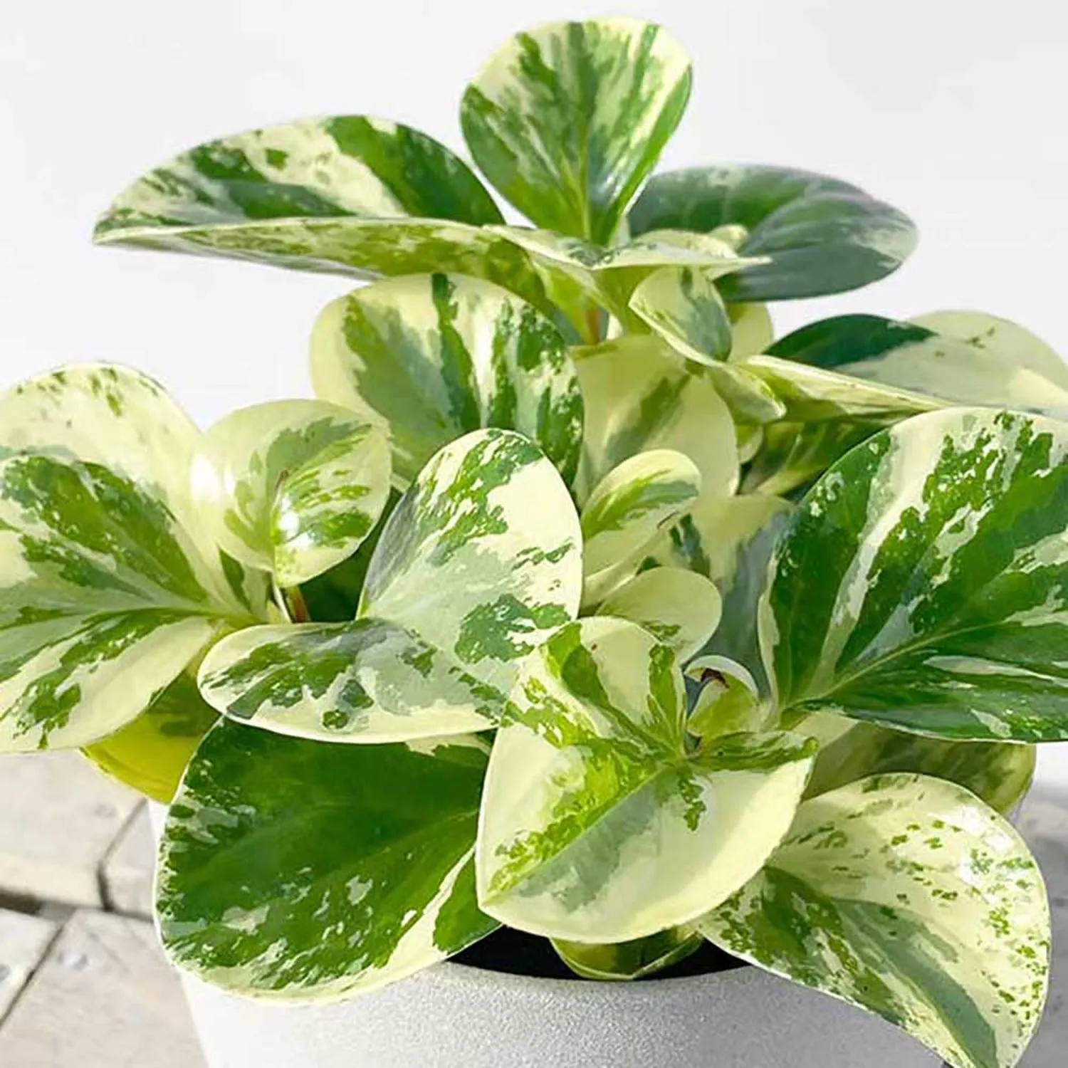 25 - 35cm Peperomia Obtusifolia USA 12cm Pot House Plant