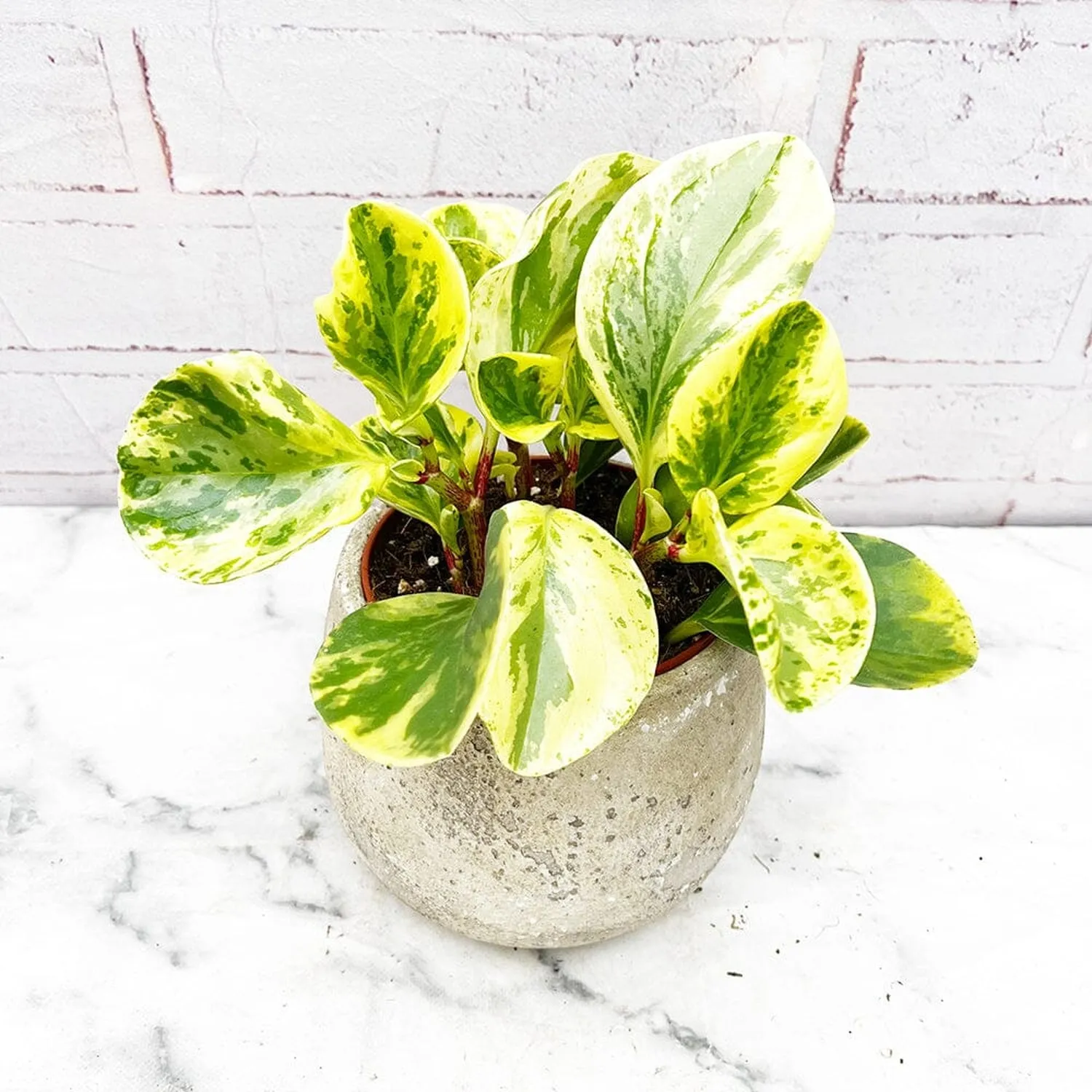 25 - 35cm Peperomia Obtusifolia USA 12cm Pot House Plant