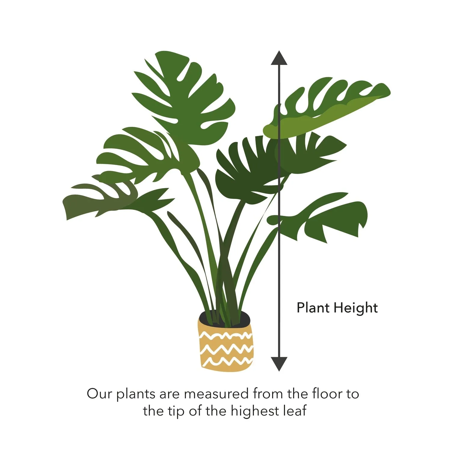 25 - 35cm Peperomia Obtusifolia USA 12cm Pot House Plant