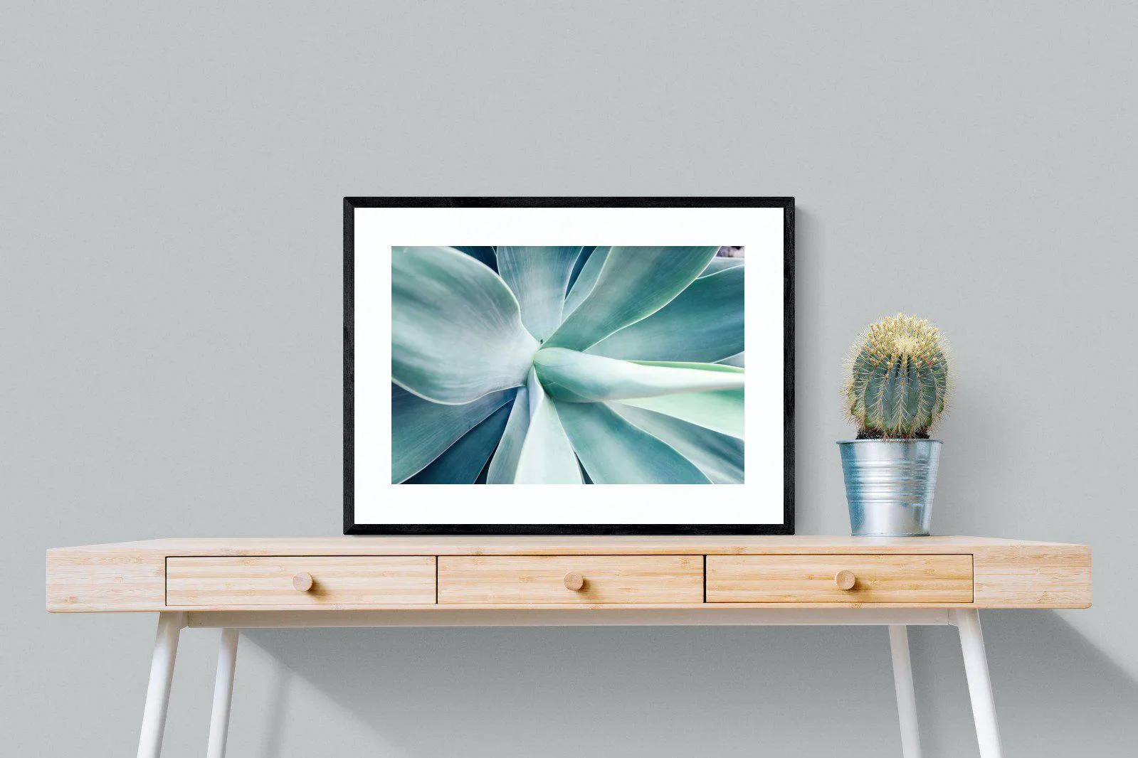 Agave