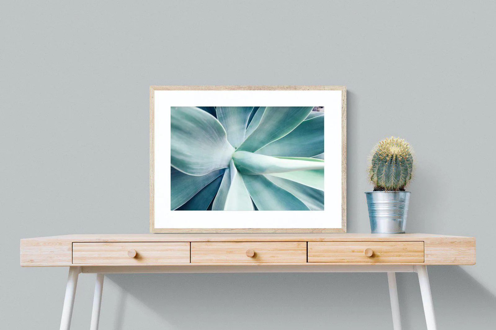 Agave