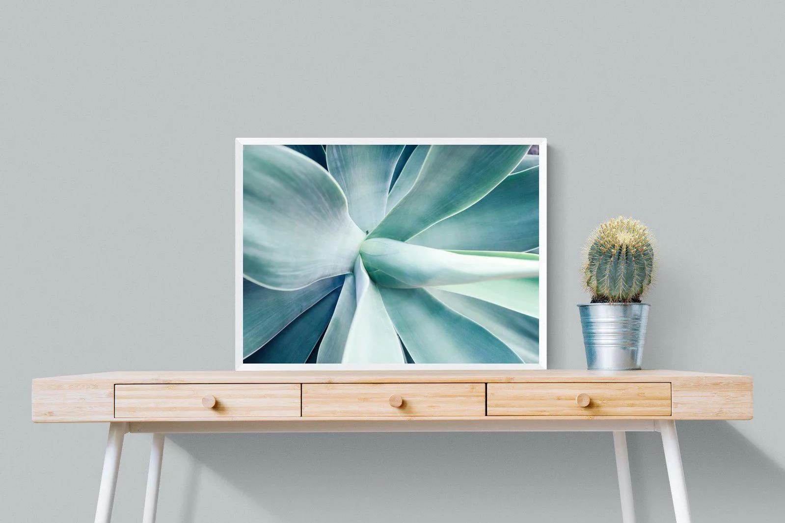 Agave