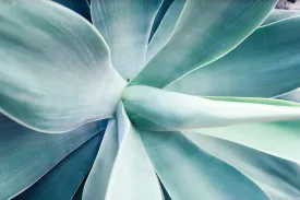 Agave