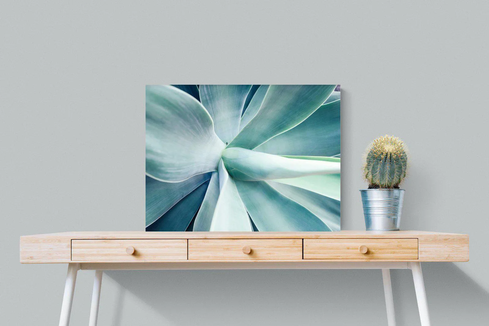 Agave