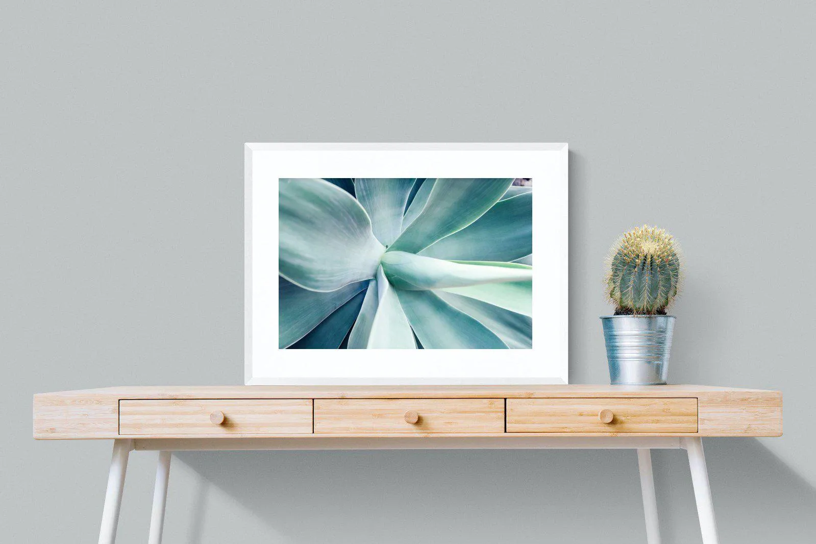 Agave
