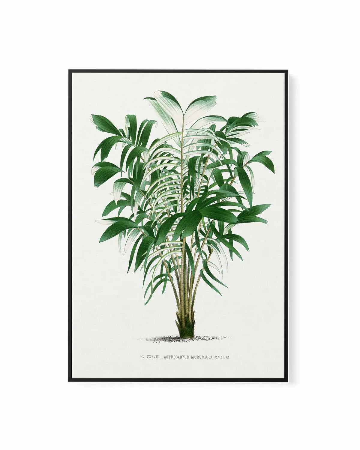 Astrocaryum Murumuru Vintage Palm Poster | Framed Canvas Art Print