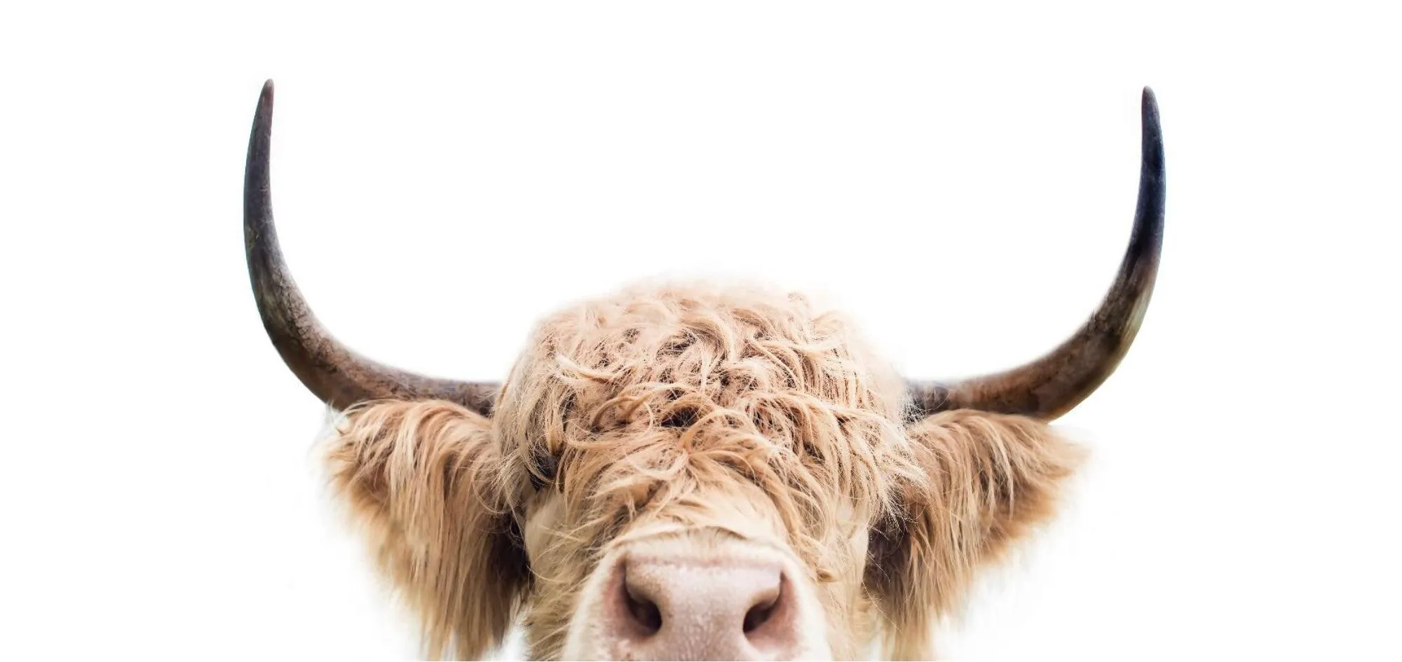 Highland Peekaboo