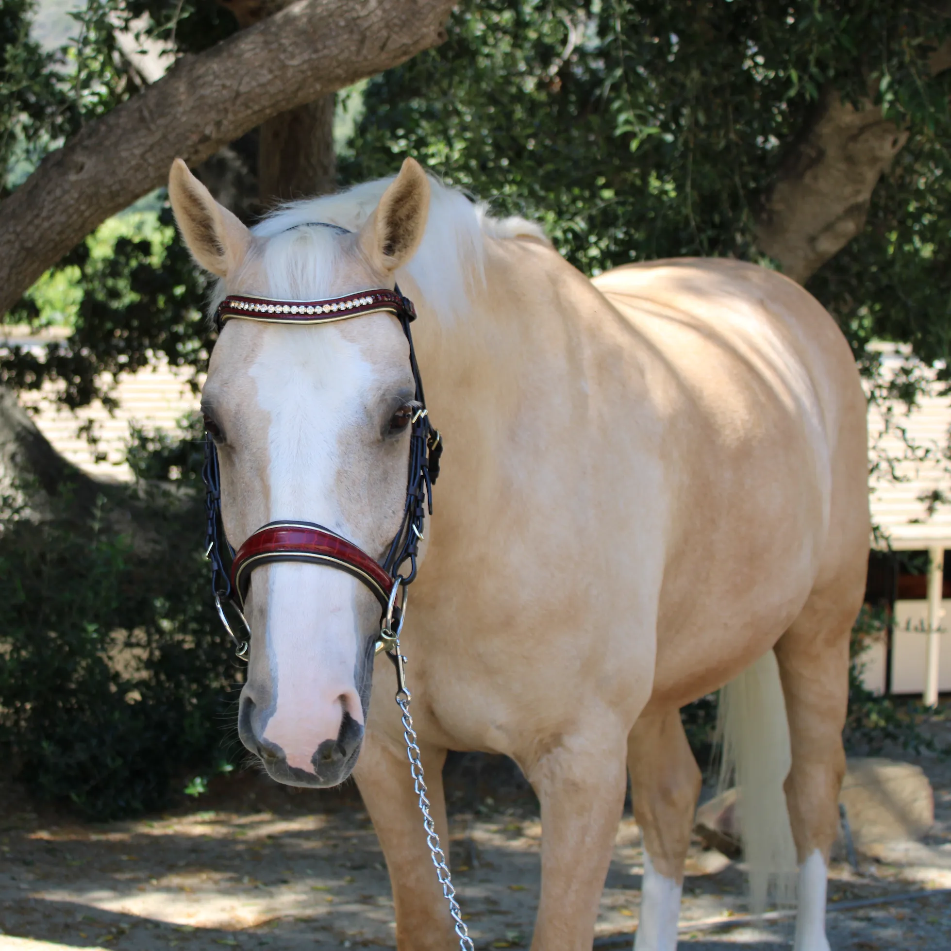 The Centerfold - Brown Leather & Burgundy Croc Snaffle Bridle