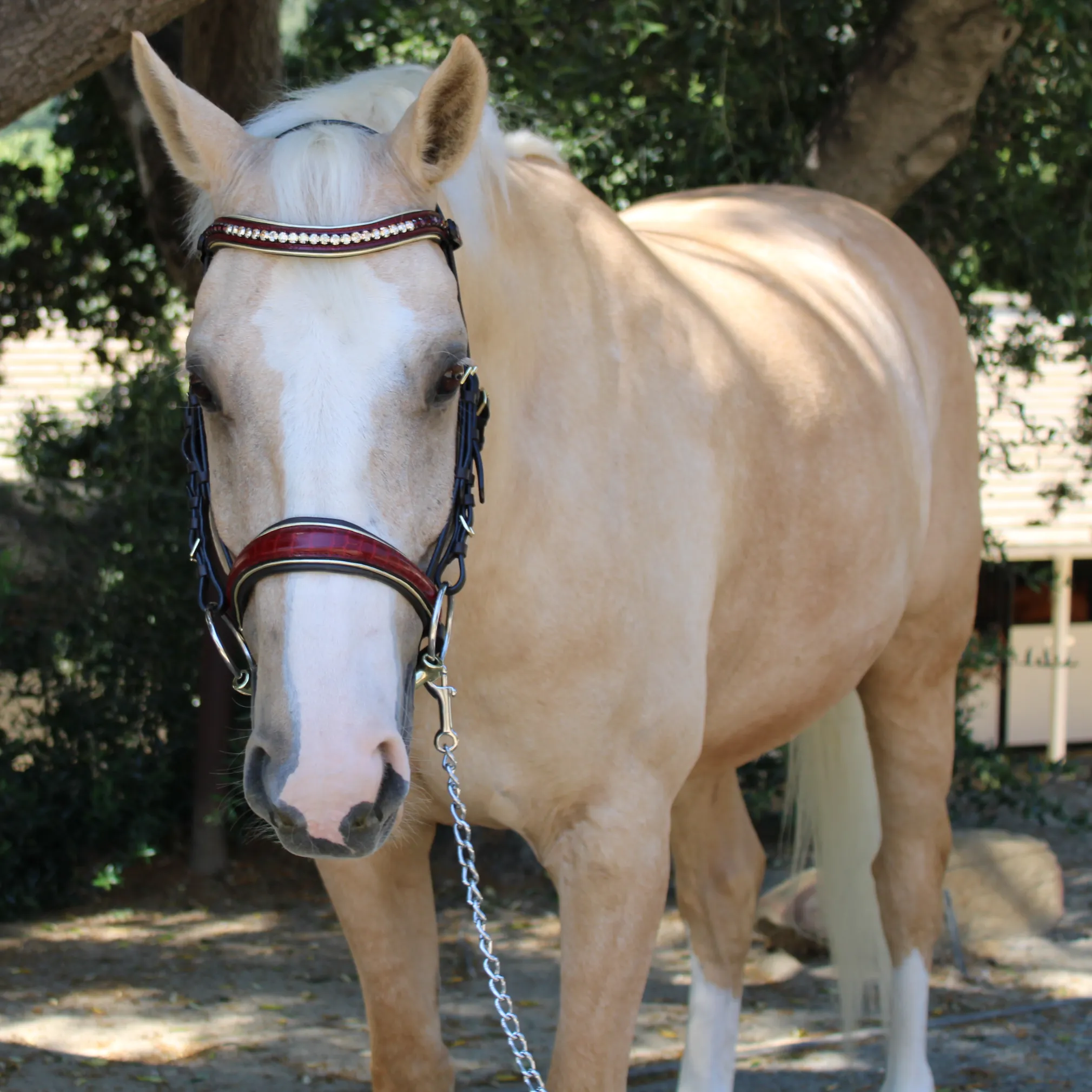 The Centerfold - Brown Leather & Burgundy Croc Snaffle Bridle